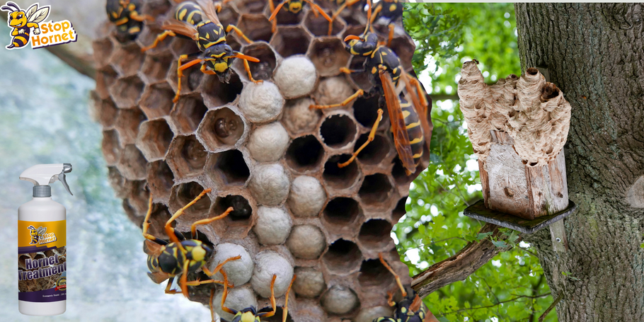 Peut-on utiliser le produit anti-Frelons et Guêpes pour prévenir l’apparition de nids ?
