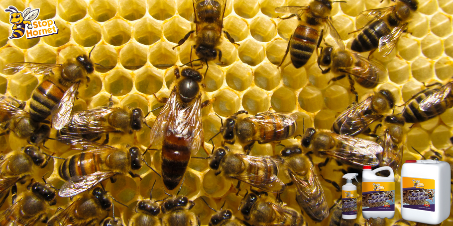 Le produit anti-frelons et guêpes peut-il être utiliser à proximité des ruches ou des colonies d’abeilles ?